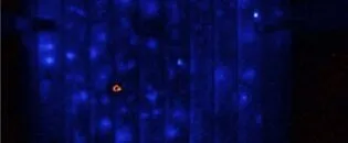 Dynamic Shunt Imaging in Solar Cells with Illuminated Lock-in Techniques